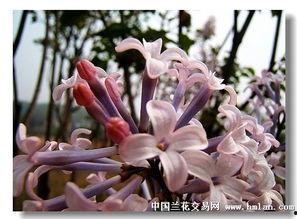 国产丁香网